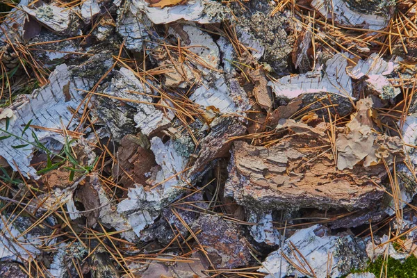 松と地面に白樺の樹皮 — ストック写真