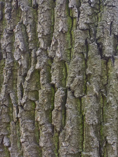 Старая дубовая кора с тисненым узором — стоковое фото