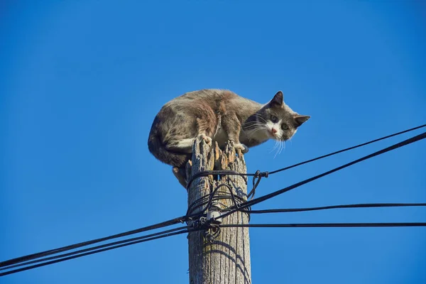 Chat sur un poteau contre le ciel bleu Images De Stock Libres De Droits