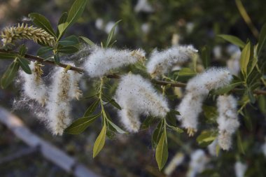 Bitkilerin ormanda beyaz ve kabarık kabarık çiçekler