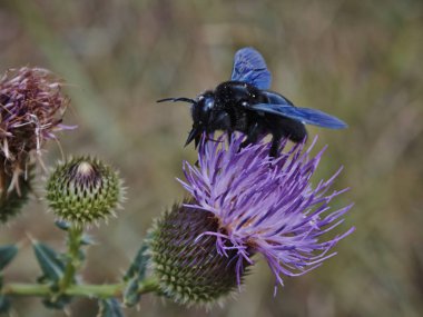 Dulavratotu ormanın içinde siyah bir böceği ile