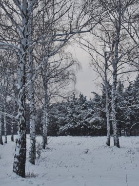 Kış park buz gibi güneşli gün huş grove Park