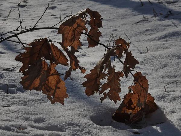 Árboles Invierno Helado Día Soleado Parque — Foto de Stock