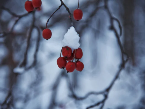 Jaskrawoczerwone Jagody Parku Zimowym Mroźny Zimowy Słoneczny Dzień Parku — Zdjęcie stockowe