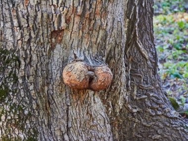 Parkta top outgrowths ile eski meşe