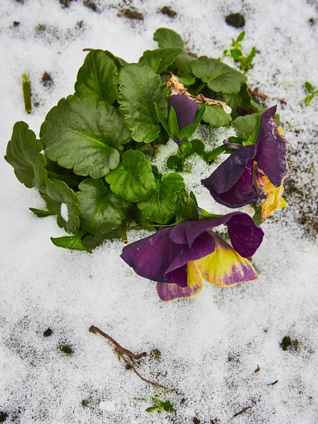 Violet avec fleur jaune dans la neige après une chute bleue à Volendam — Photo