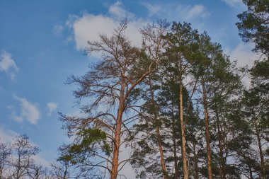 Çam ormanı haşere kabuğu böceği çam öldürür