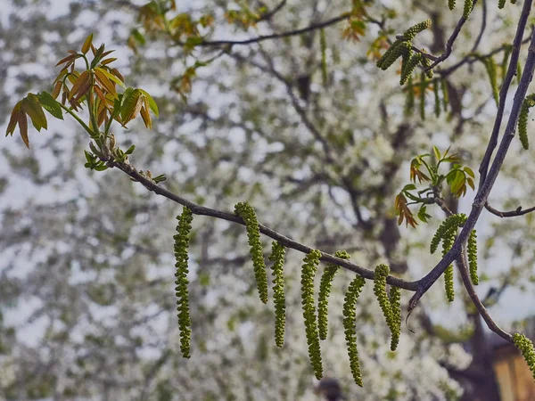 La fioritura degli alberi del noce greco nel mese di aprile — Foto Stock