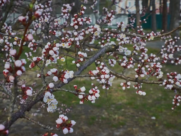 Florescimento de damascos em abril na Ucrânia — Fotografia de Stock
