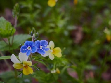 Yaz ormanında bulanık geri ile orman vahşi çiçekler