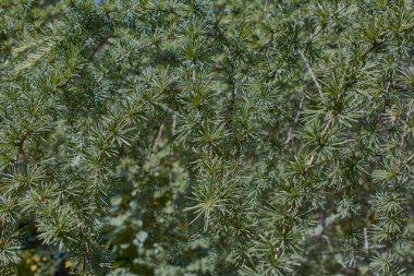 İğne yapraklı yaprakları ve çiçekli koniler ile iğne ağacı ağaçları