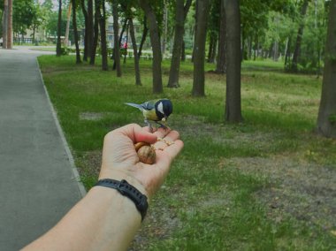 Bir adamın elinde bir baştankara bir şehir parkında donut kırıntıları ile beslenir.