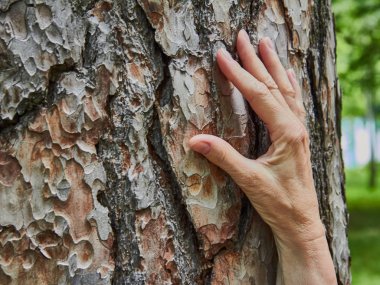 Çam kabuğu arka planda kadın el