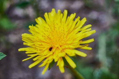 Yaz ormanında bulanık geri ile orman vahşi çiçekler