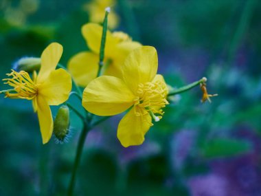 Yaz ormanında bulanık geri ile orman vahşi çiçekler