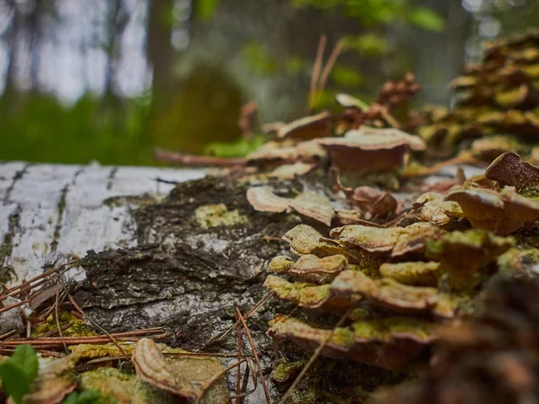 Cogumelos Árvore Tronco Velho Vidoeiro Floresta Verão — Fotografia de Stock