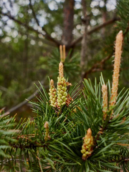 Nadelbäume Mit Nadelblättern Und Blühenden Zapfen — Stockfoto