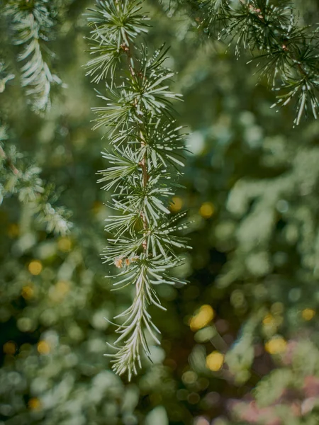 Coniferous trees with coniferous leaves and flowering cones