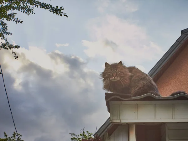 Puszysty Kot Dachu Przed Błękitnym Niebem Chmur — Zdjęcie stockowe