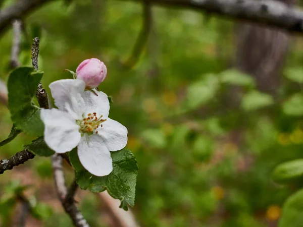 Waldwildblumen Mit Verschwommenem Rücken Sommerwald — Stockfoto