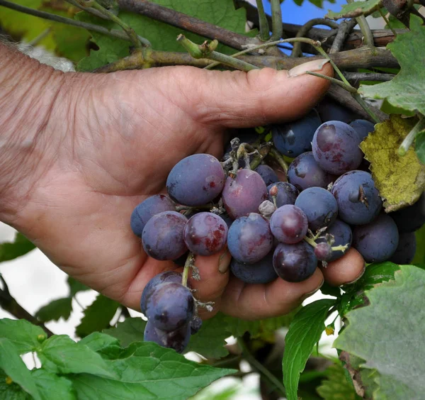 Bir elinde zavallı görünümlü mavi üzüm