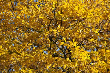 Dişbudak güneş ışığı sarı yaprakları 