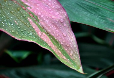 Tropikal yaprak üzerinde su damlaları