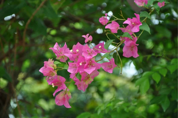 Egyetlen Fióktelepnek Bougainvillea Elmosódott Háttér — Stock Fotó