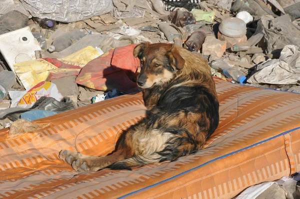 Homeless dog with sad eyes on the garbage dump