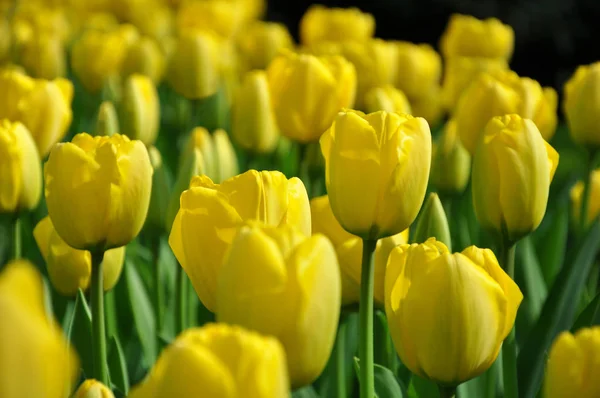 Yellow Tulips Sunny Day — Stock Photo, Image