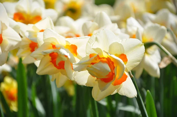 Selective Focus Beautiful Blooming Jonquils Spring Garden Sunny Day — Stock Photo, Image