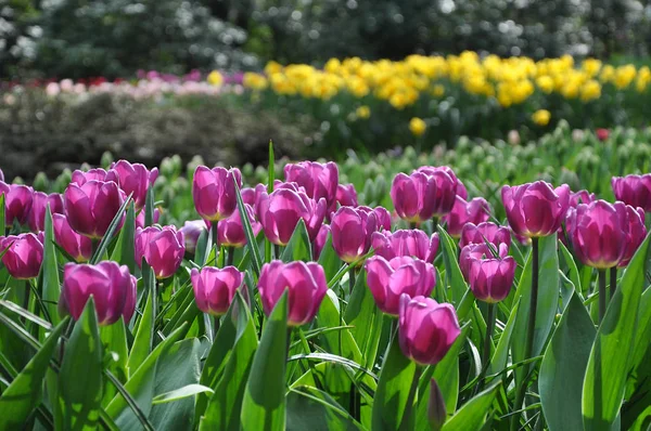 Bright Dark Pink Tulips Blooming Garden Blurred Background Selective Focus — Stock Photo, Image