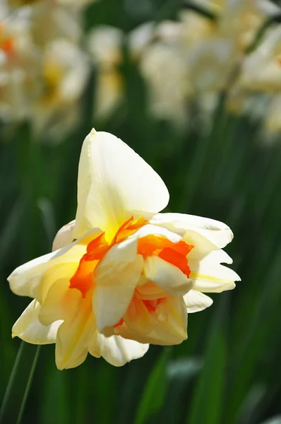 Close Single Fresh Narcissus Blooming Garden Sunny Day Selective Focus — Stock Photo, Image