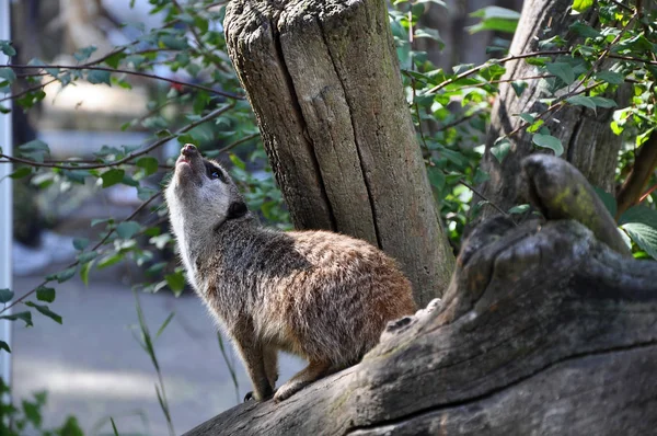 Bir yere üstünde seyir düşmüş gövdede tek merak meerkat. 
