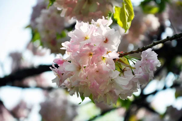 Yakın çekim bulanık çiçek arka plan, seçici odak güneşli günde sakura ağacı çiçek açan bir şubesi 