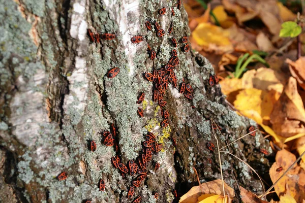Cose-up birkaç firebugs, Pyrrhocoris apterus, huş ağacı gövde yere sonbahar yaprakları arasında