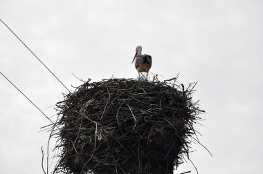 Arkadan Görünüş tek leylek duran büyük bir yuvaya elektrik destek