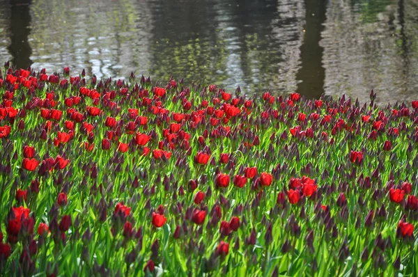 Hundreads Red Tulips Blooming River Sunny Day Selective Focus — Stock Photo, Image