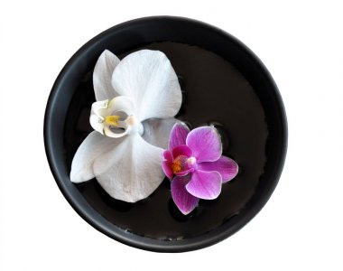 Kasede su üzerinde iki kesilmiş orkide çiçek