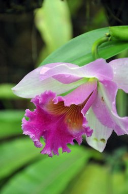 Tek çiçekli orkide Epidendrum