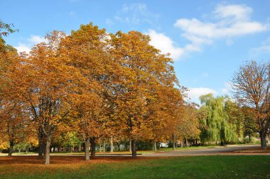 Boş sokakta birkaç portakal kestane ağaçları