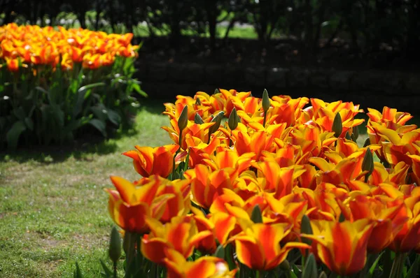 Bright yellow-red tulip flowerbed in sunlight — Stock Photo, Image