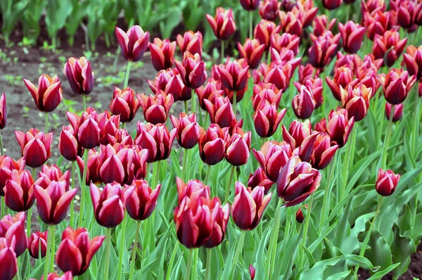 Colorful purple tulip planting — Stock Photo, Image