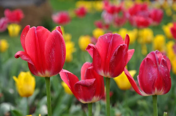 Fragrant springtime tulips in bloom — Stock Photo, Image