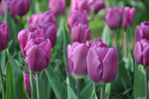 Fresh fragrant purple tulips in the garden — Stock Photo, Image