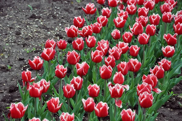 Dozens of vermilion tulips blooming in Spring — Stock Photo, Image