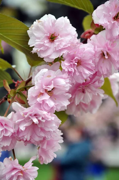 Bulanık arka planda sakura yemyeşil çiçek