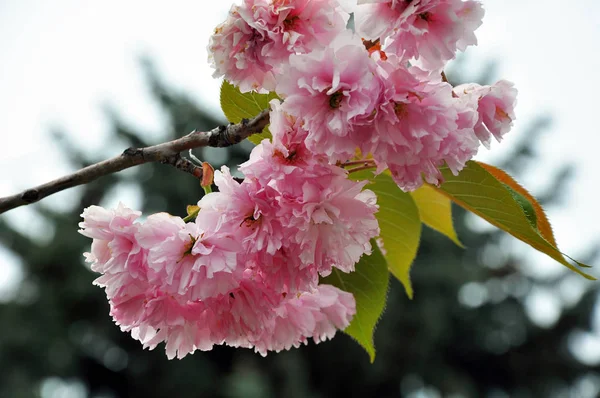 Sakura dalında çiçek açan çiçekler 