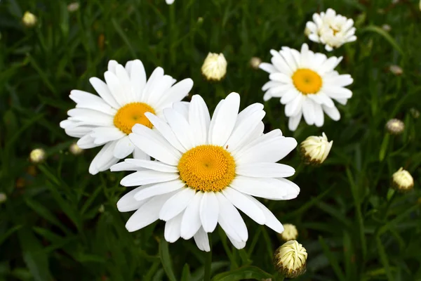Um grupo de flores florescendo matricaria — Fotografia de Stock