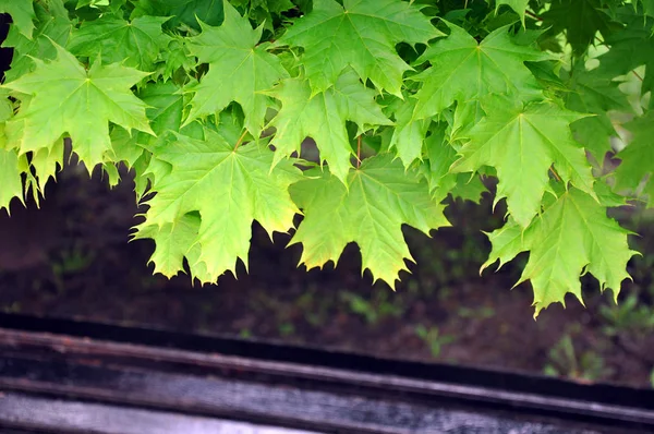 Parkta yeşil akçaağaç yaprağı